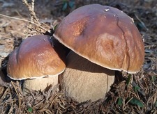 Immagine RACCOLTA FUNGHI ANNO 2025