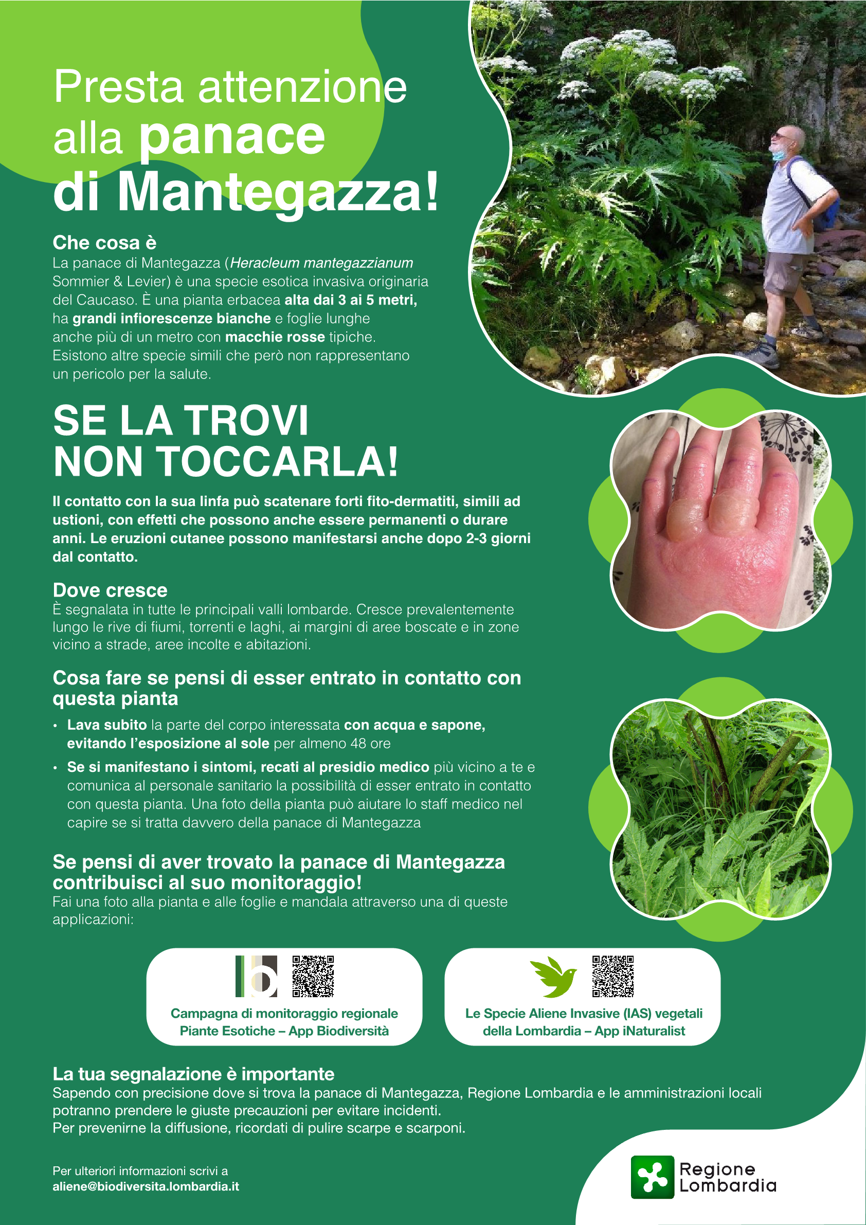 Immagine Presta attenzione alla panace di Mantegazza!