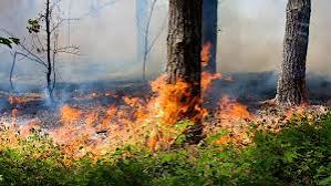 Immagine Raccomandazioni per la prevenzione degli incendi boschivi in relazione alle attuali condizioni meteorologiche