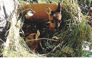 Immagine Informativa a tutela dei cuccioli di capriolo - sfalci dell'erba e custodia dei cani 