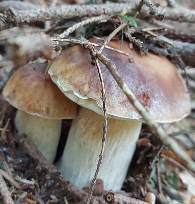 Immagine Regolamento e informative raccolta funghi epigei anno 2022